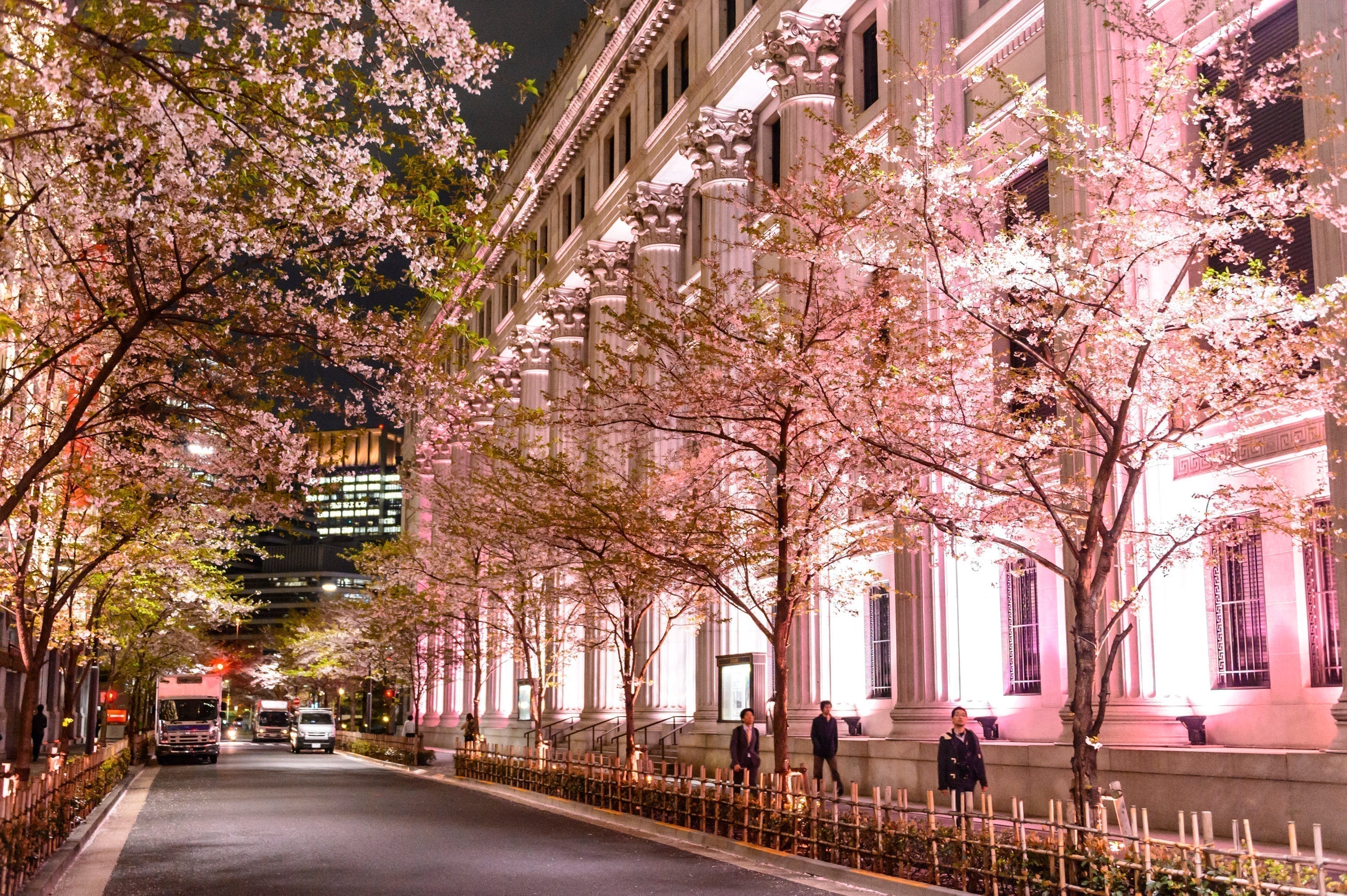 SAKURA FES NIHONBASHI 2025　「咲く、日本橋」